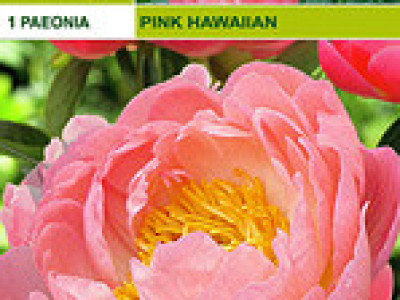   Божур Pink Hawaiian (ароматен)
